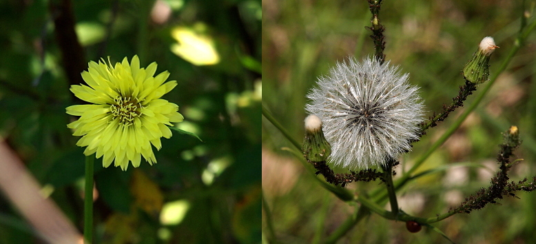 [Two images spliced together. On the left is the yellow flower with a multitude of layered thin petals radiating from the center. There are black cores to these petals. The stamen are yellow and plentiful. On the right is one seed head fully opened. It is a puffball of white. Several seed blooms, coming from other stems off the main branch, are still closed and enclosed in green with just a bit of white puff visible at the top.]